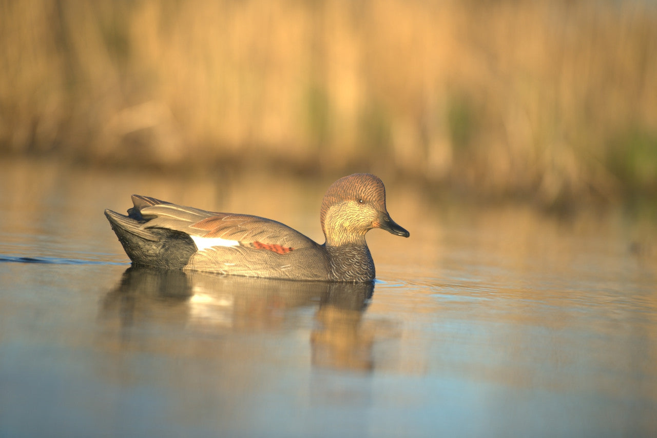 AvianX Power Swimmer Duck Decoy (Gadwall Drake)